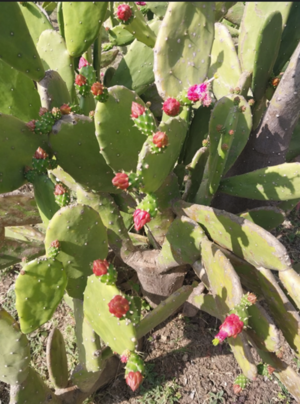 Spineless cactus