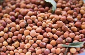 Pigeon pea Pigeon pea