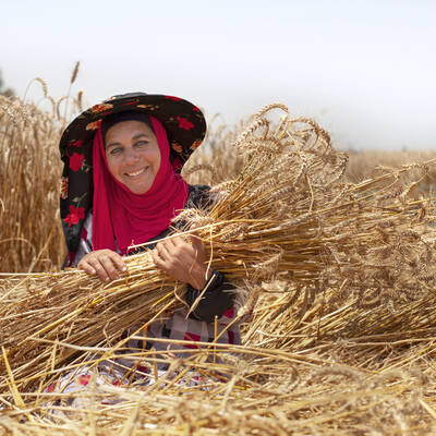 wheat Wheat