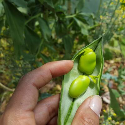 faba bean faba bean