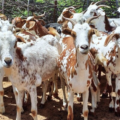 International Day for Biological Diversity