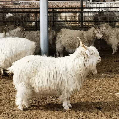 International Day for Biological Diversity