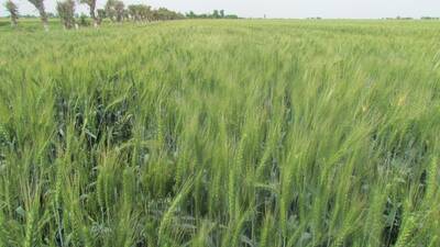 Wheat
