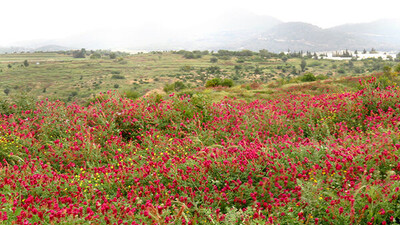 Scaling  Rhizobial Inoculation for Leguminous Forage Crops