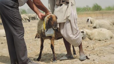 Using GPS collars to monitor herd mobility across the landscape
