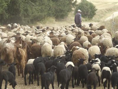 Photo by ICARDA