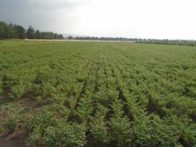 Mechanized planting of Naatoli chickpea at Gonde Basic seed farm. Photo: Zewdie Bishaw/ICARDA