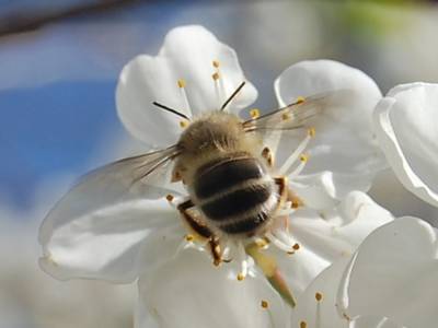 Pollinators