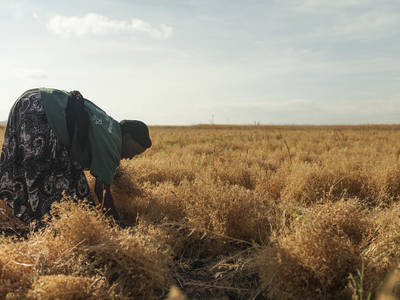 Agricultural growth and sex-disaggregated employment in Africa: Future perspectives under different investment scenarios