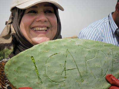 Cactus Pear