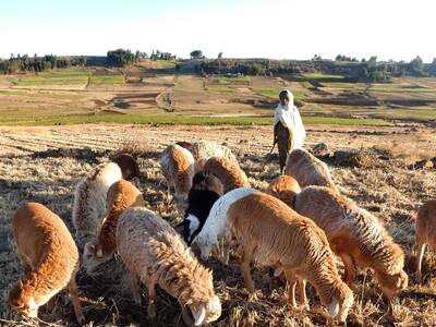 Community-based breeding programs are participatory, relatively cheap and implemented directly by farmers, making them useful to smallholders.