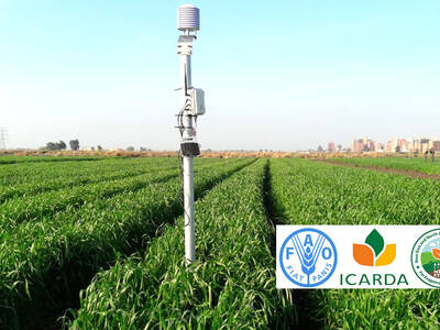 FAO Webinars