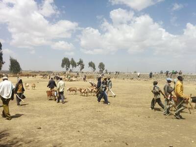 IFPRI-ICARDA Policy Brief