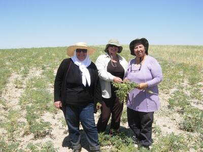 ICARDA's Virologist Safaa Kumari (left) during wheat and chickpea pests survey 