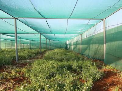 Greenhouse IDFS