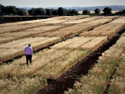 Wheat Field