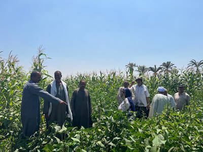 Demonstration field - Beni Sueif