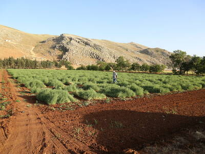 Healthy soil today, resilient world tomorrow