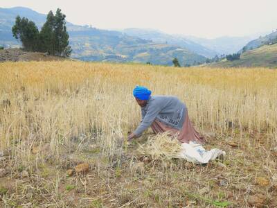 Woman harvesting barley