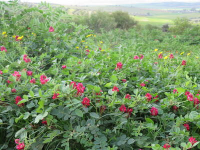 Forage Legume (Sulla) in Central Tunisia - Photo by: Mounir Louahichi