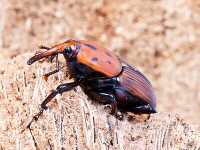 Red Palm Weevil