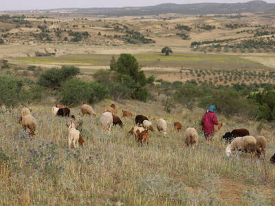 Rangelands in Tunisia
