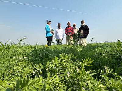 BARI MASUR-8 (BM8), a biofortified lentil variety