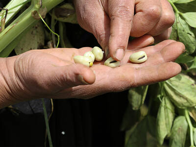 world pulses day 