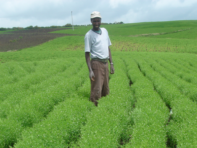 The world’s leading legume expertise will gather to take stock of research and development. Photo: Courtesy of Shiv Agrawal.