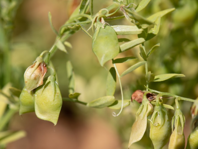 The potential for scaling out this model to other states is significant (Photo: Michael Major/Crop Trust)