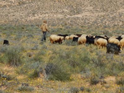 Rangeland can be exploited in a rest-rotational system