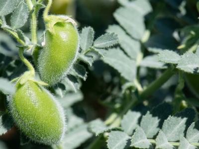 Chickpea in Terbol Station, Lebanon. Photo: Michael Major/Crop Trust 