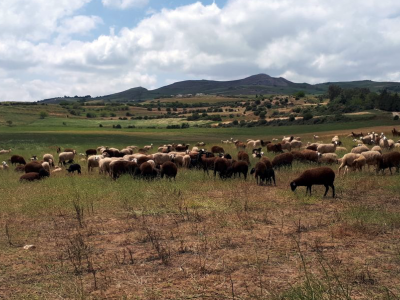 Reliance on crop residues to feed livestock has hindered the adoption of conservation agriculture.