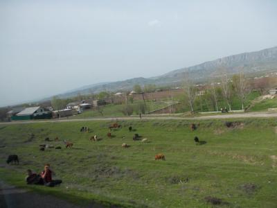 Development of a heat-tolerant livestock sector could decrease farmers’ vulnerability in Tajikistan as agricultural revenue drops due to climate change