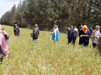 Scientists and farmers meet in the field to learn about the new barley variety