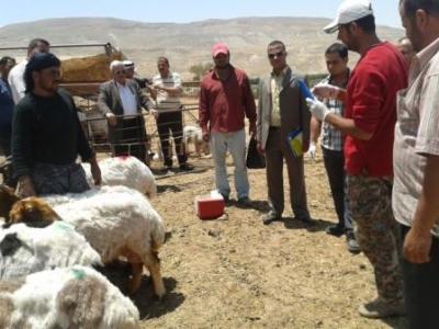 Livestock help strengthen community resilience against the effects of climate change