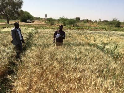 ICARDA scientist developed heat-tolerant durum wheat varieties along the Senegal basin. (Photo credit: Filippo Bassi / ICARDA)