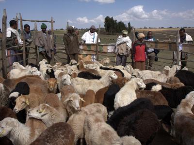 Community engagement in the award winning research project on Menz sheep breeding