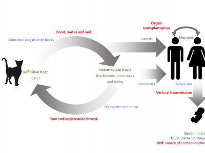 Epidemiological cycle of toxoplasmosis