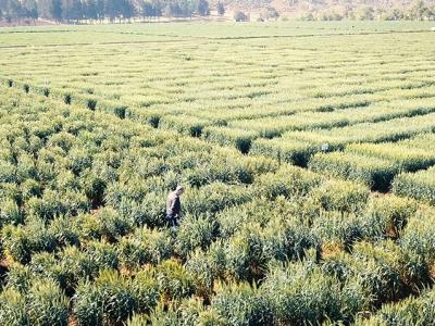 Ali Shehadeh, ICARDA scientist, in Terbol Station, Lebanon (Photo: Sébastien Mesquida)