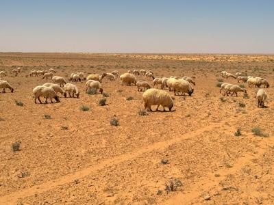 ICARDA and IRA Médenine, national partner, gain insight into rangeland social-ecological systems (Photo: Aymen Frija/ICARDA)