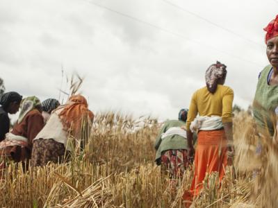 Closing the gender gap in barley farming boosts production and incomes in Ethiopia