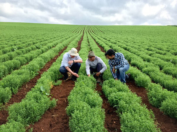 Pulses Morocco