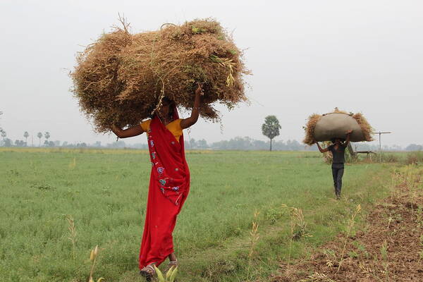 Female farmer in India Female farmer in India