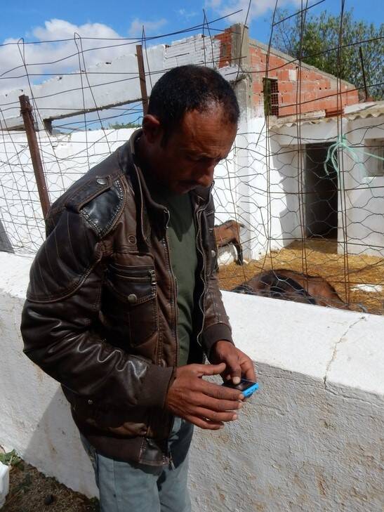 Tunisian farmer checking his SMS Tunisian farmer checking his SMS