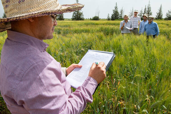 new durum wheat and barley varieties