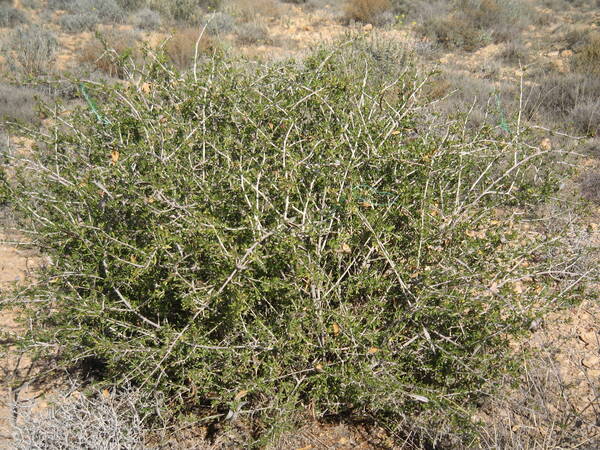 Photo Credit: Azaiez O. Belgacem - Periploca angustifolia (syn. laevigata): a drought resistant native rangeland species with high feeding value. Periploca angustifolia (syn. laevigata): a drought resistant native rangeland species with high feeding value.