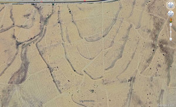 Photo Credit: Google Earth – A recent image illustrating large scale plantation of the exotic species Acacia saligna (syn. cyanophylla) in central Tunisia. Photo Credit: Google Earth – A recent image illustrating large scale plantation of the exotic species Acacia saligna (syn. cyanophylla) in central Tunisia.