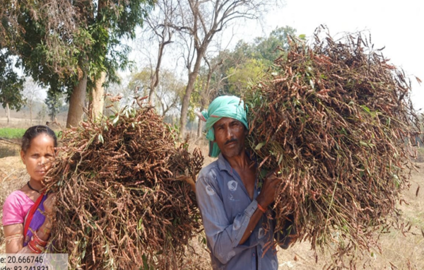 Farmers with pigeon pea Farmers with pigeon pea
