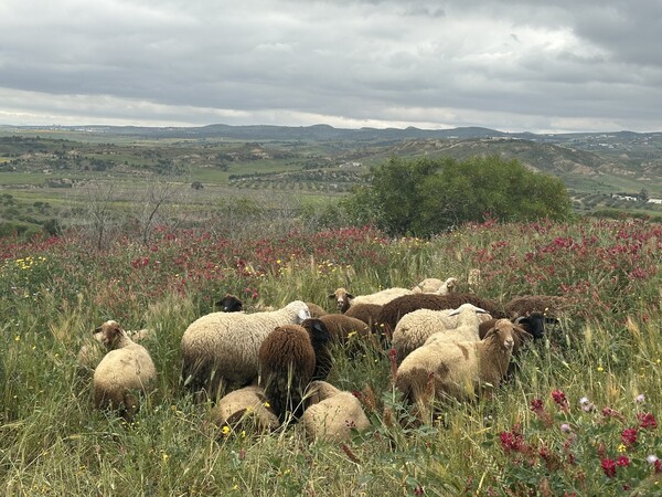 GPS Training Boosts Field Data Collection for Sulla Mapping Across North Africa